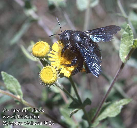 Xylocopa violacea Drvodělka fialová Große Holzbiene Шмель-плотник фиолетовый