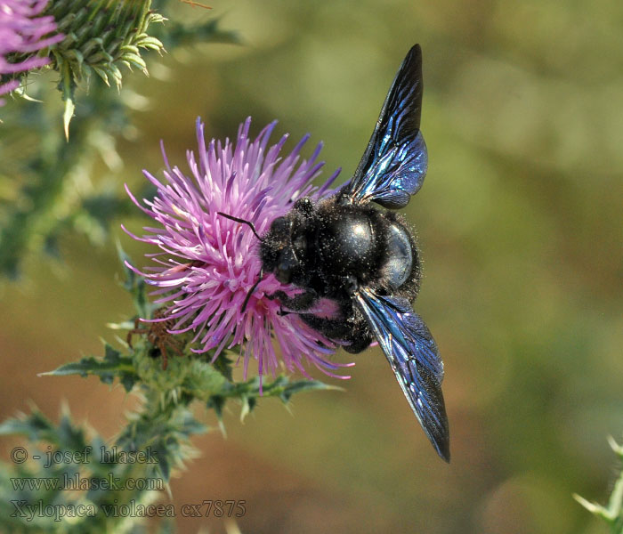 Drvodělka fialová Xylocopa violacea