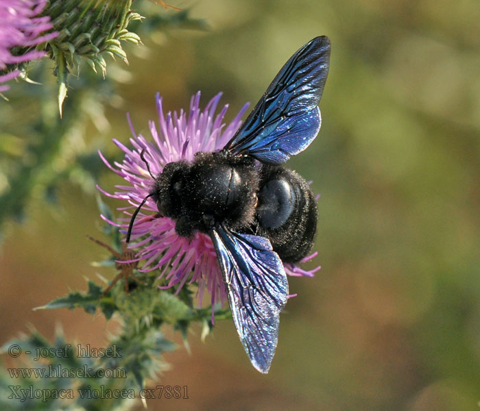 Xylocopa violacea