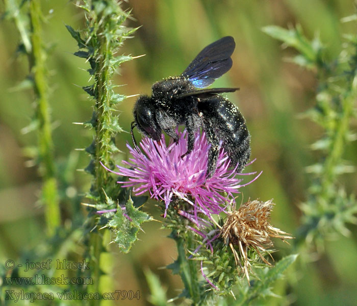 Xylocopa violacea Drvodělka fialová