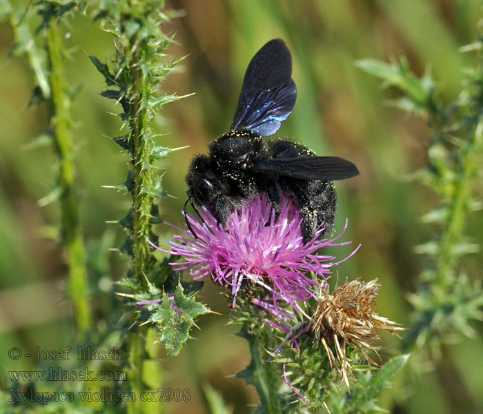 Tømrerbi Ape legnaiuola  Abejorro carpintero europeo Xylocopa violacea