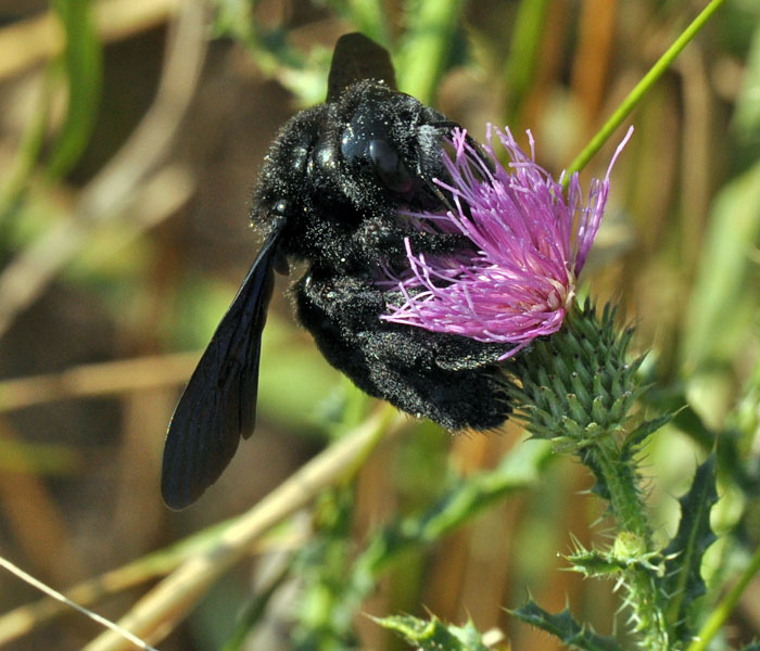 Svartsnickarbi Xylocope violet Xylocopa violacea