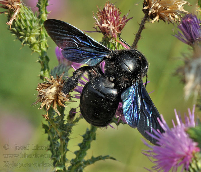 Violet carpenter bee Kék fadongó Drevár fialový Xylocopa violacea