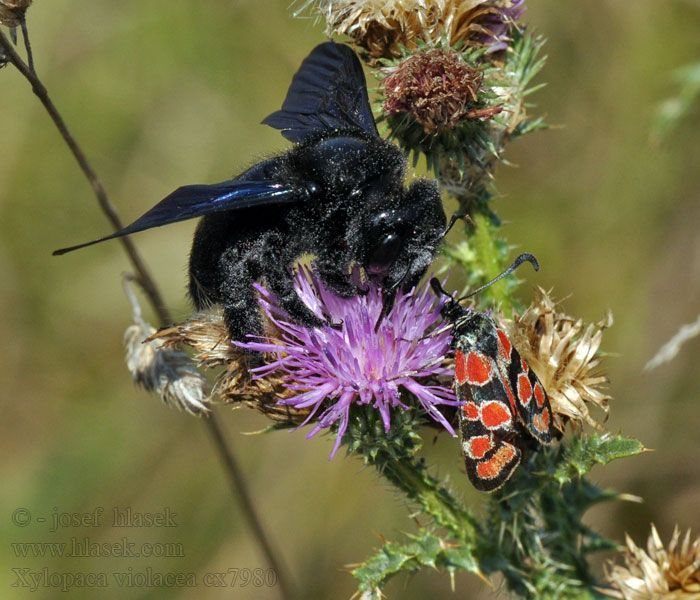 Шмель-плотник фиолетовый Xylocopa violacea