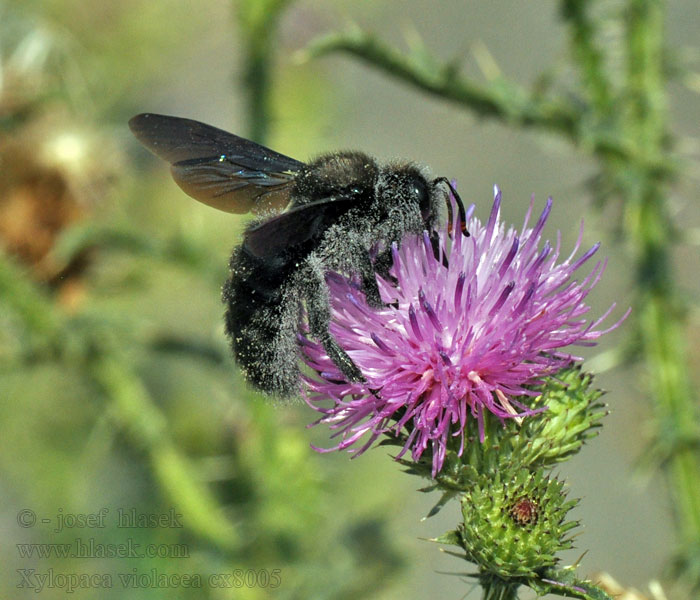 Große Holzbiene Blauwzwarte houtbij Xylocopa violacea