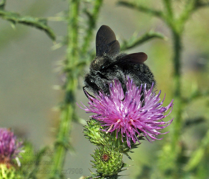 Drvodělka fialová Xylocopa violacea