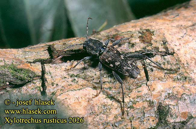 Xylotrechus rusticus Sortgrå hvepsebuk Gråbandad getingbock