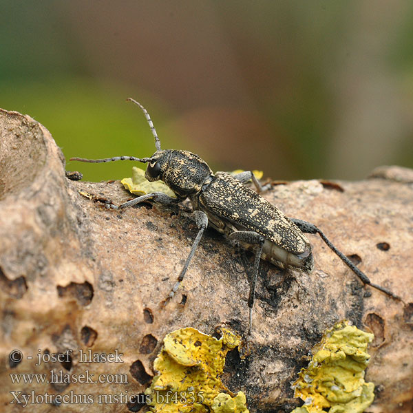 Клит Усач осиновый серый Gray tiger longicorn Xylotrechus rusticus