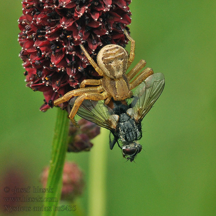 Xysticus audax Běžník keřový Bokochód śmiały