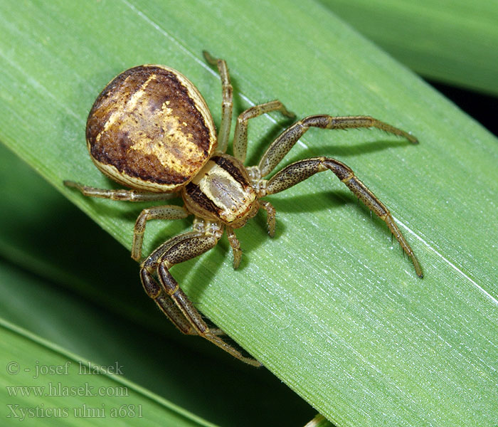 Xysticus ulmi Běžník mokřadní Sumpfkrabbenspinne