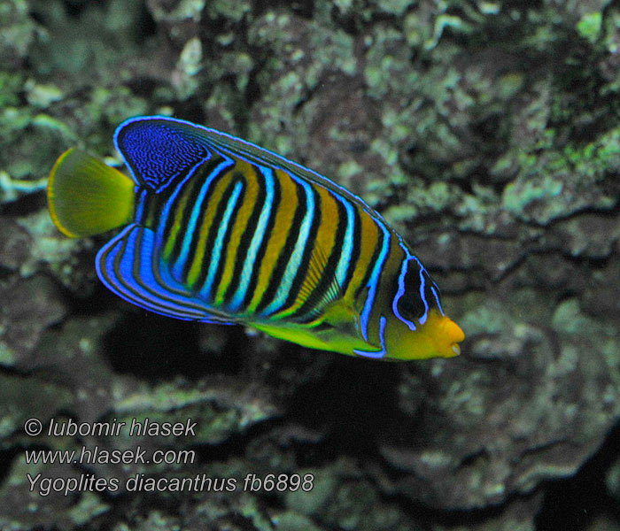 Ygoplites diacanthus Pygoplites Royal angelfish Pomec paví