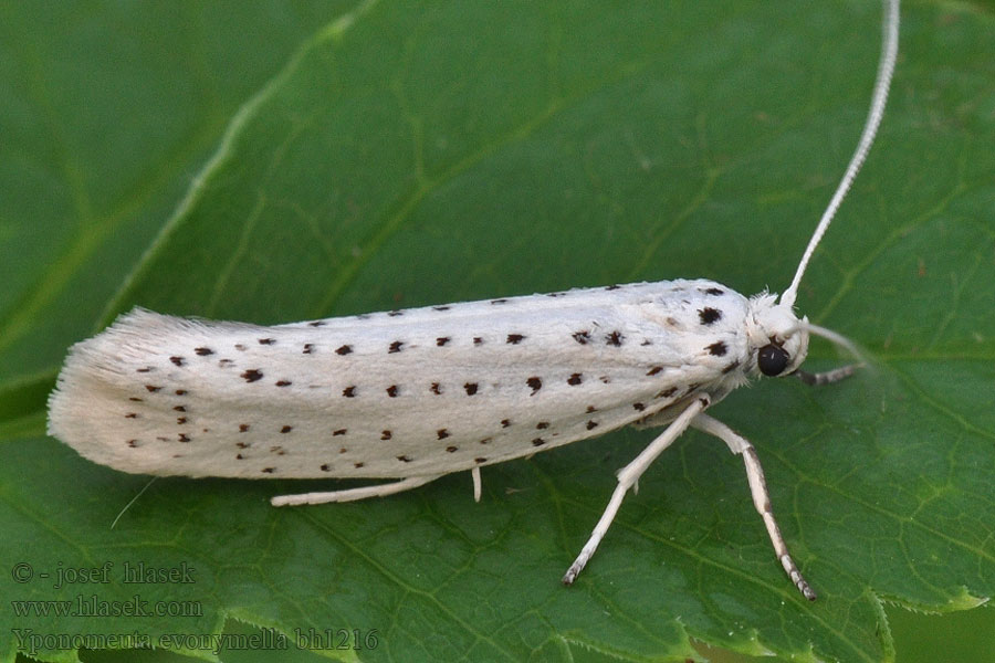 Předivka zhoubná Yponomeuta evonymella