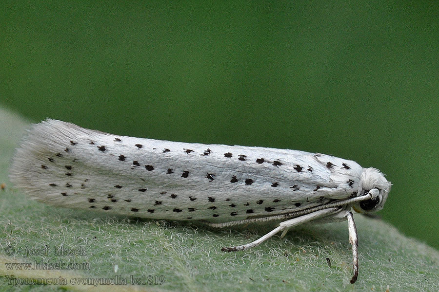 Traubenkirschen-Gespinstmotte Yponomeuta evonymella