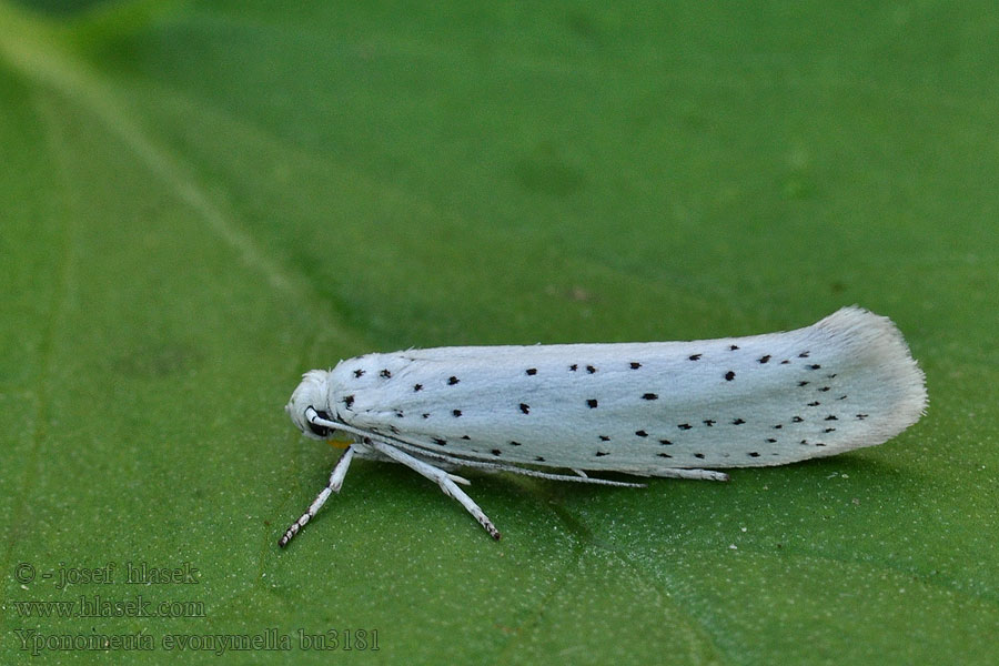 Yponomeuta evonymella Předivka zhoubná