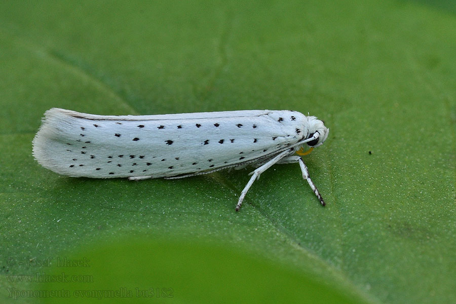 Traubenkirschen-Gespinstmotte Bird-cherry ermine