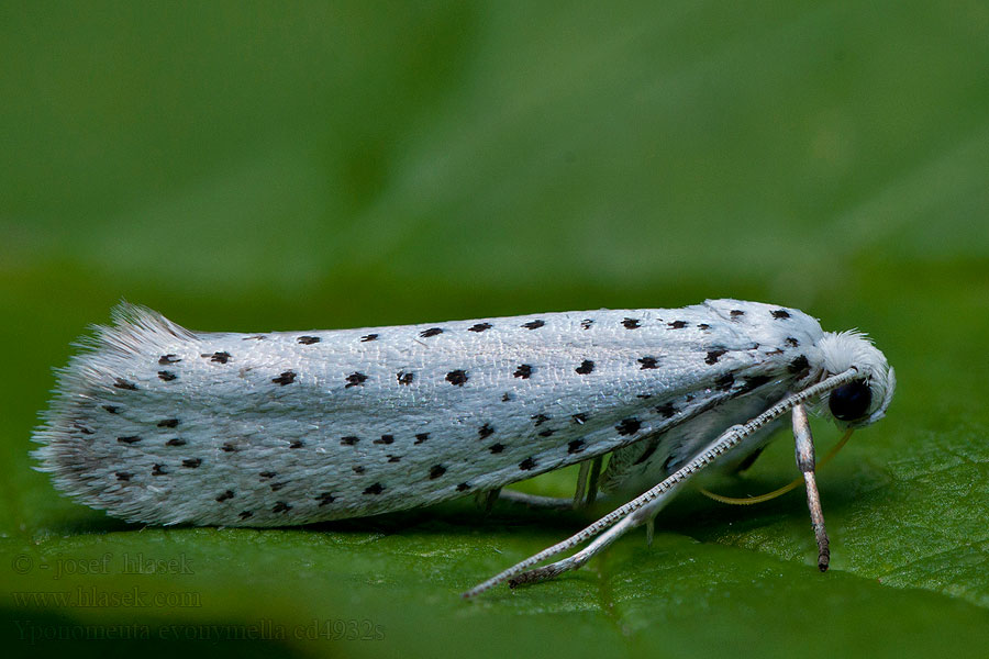 Heggspinnmøll Yponomeuta evonymella