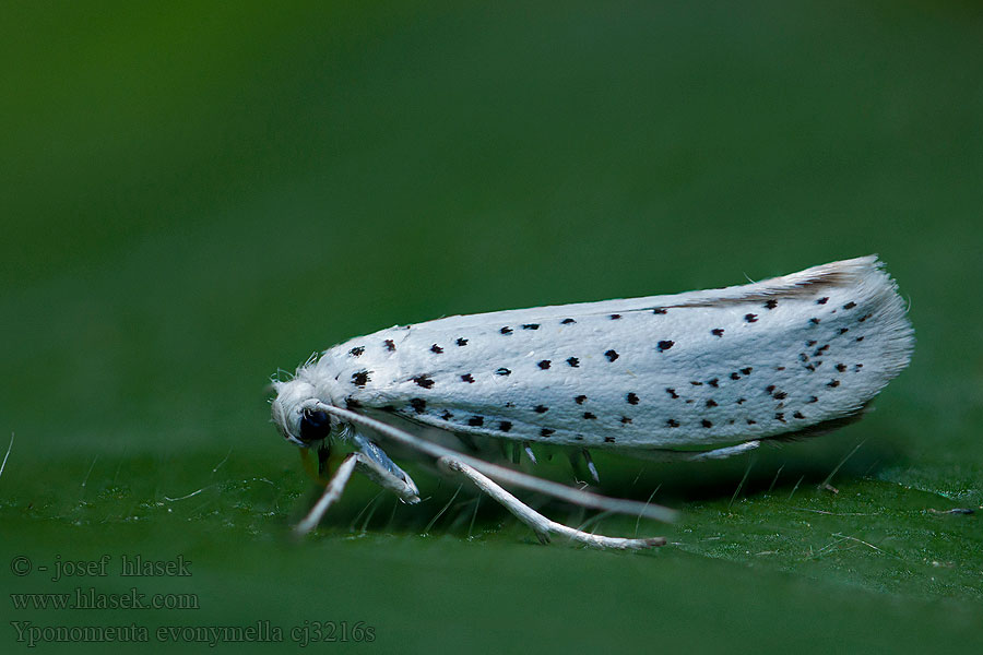 Yponomeuta evonymella