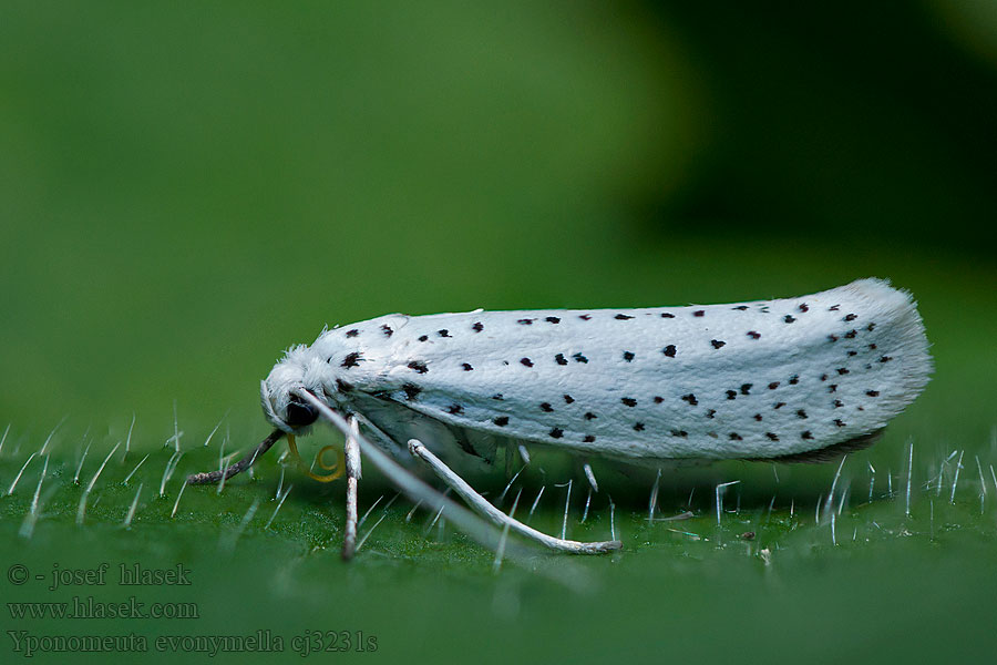 Yponomeuta evonymella