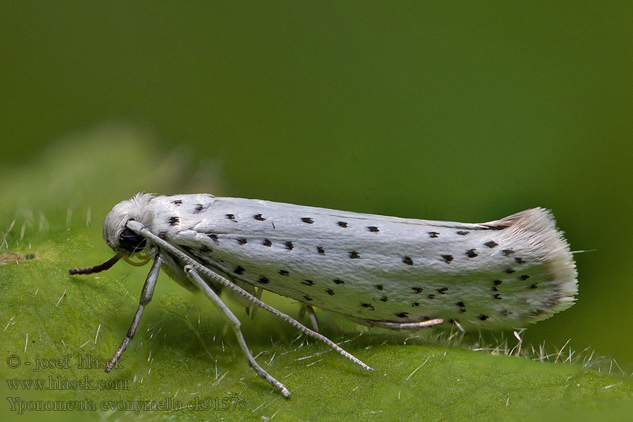 Bird-cherry ermine Priadzovec čremchový Yponomeuta evonymella