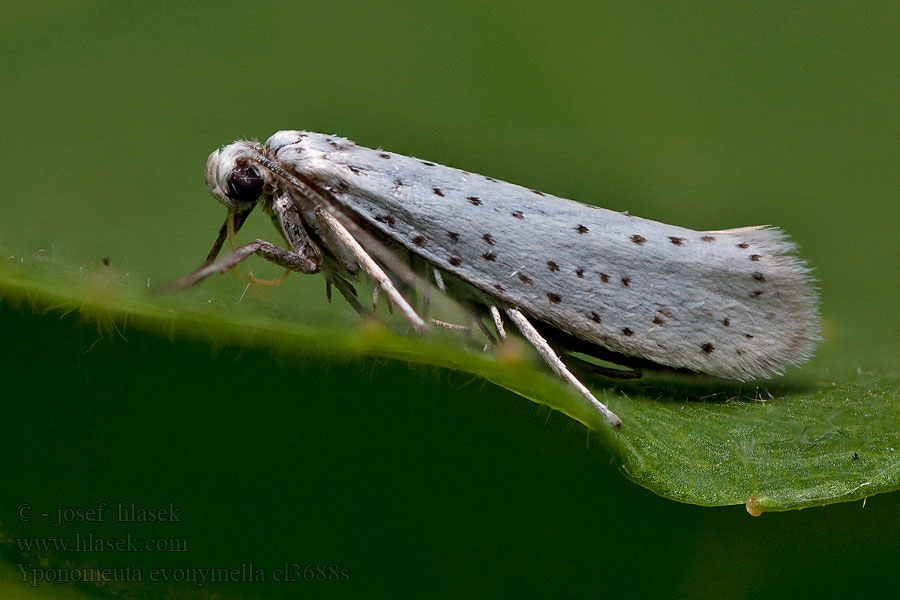 Předivka zhoubná Traubenkirschen-Gespinstmotte Yponomeuta evonymella