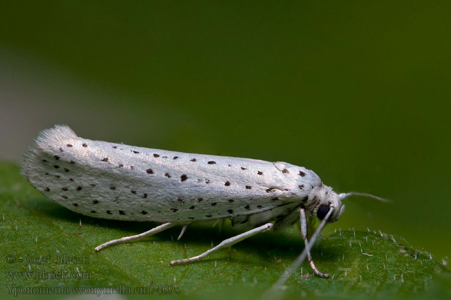 Yponomeuta evonymella