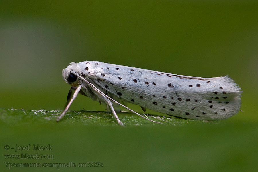 Yponomeuta evonymella