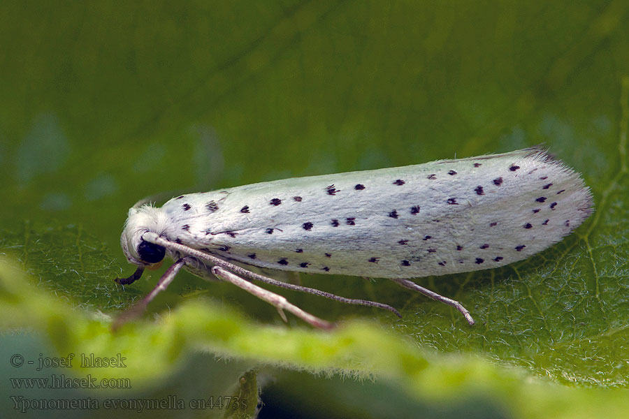 Yponomeuta evonymella