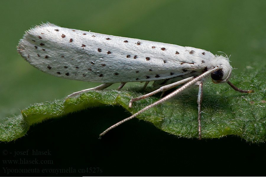 Yponomeuta evonymella