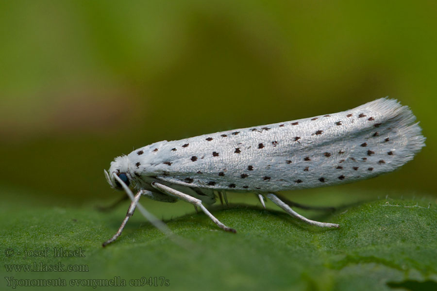 Yponomeuta evonymella