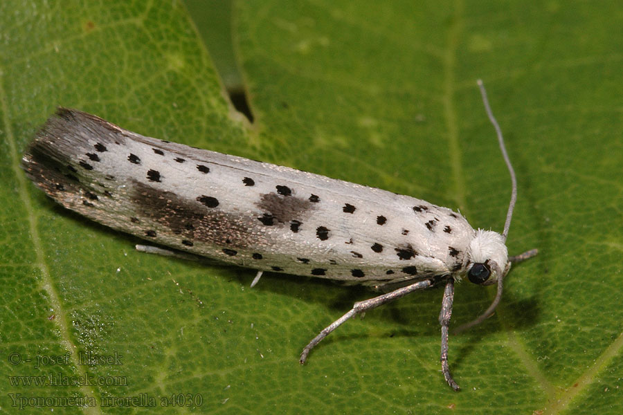 Yponomeuta irrorella Předivka švestková Priadzovec slivkový