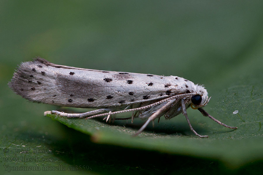 Yponomeuta irrorella Моль горностаевая Waasjesstippelmot