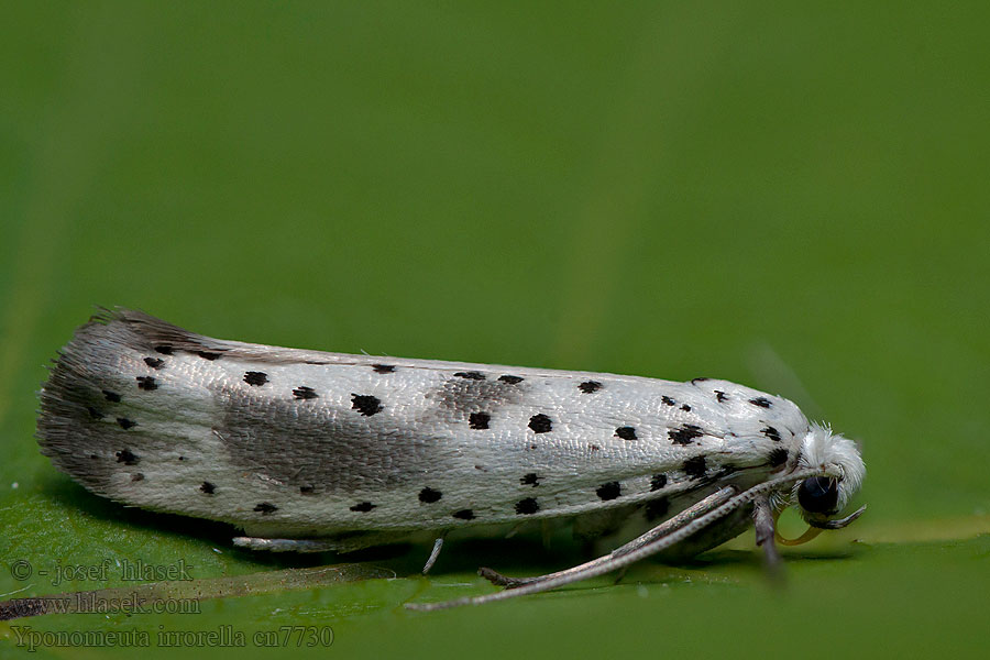 Yponomeuta irrorella Pókhálós kökénymoly Molnfläckig spinnmal