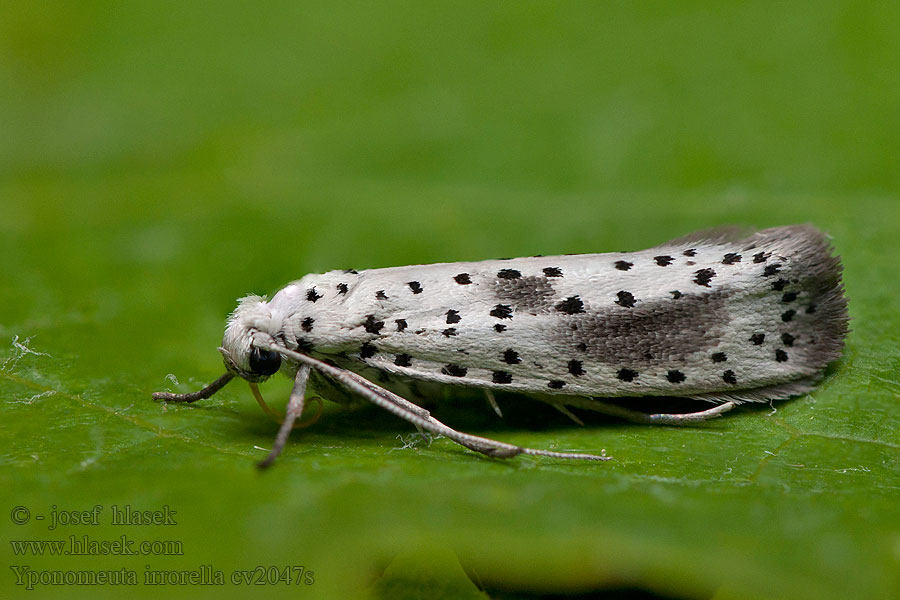 Yponomeuta irrorella