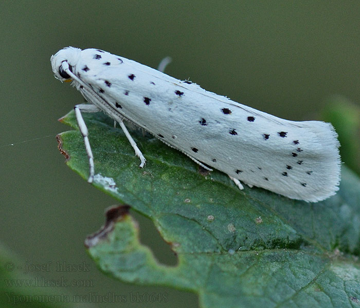 Yponomeuta malinellus Předivka jabloňová Apfelbaumgespinstmotte