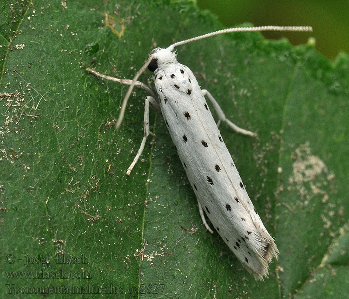 Apple Ermine Priadzovec jabloňový Hyponomeute pommier Яблочная моль