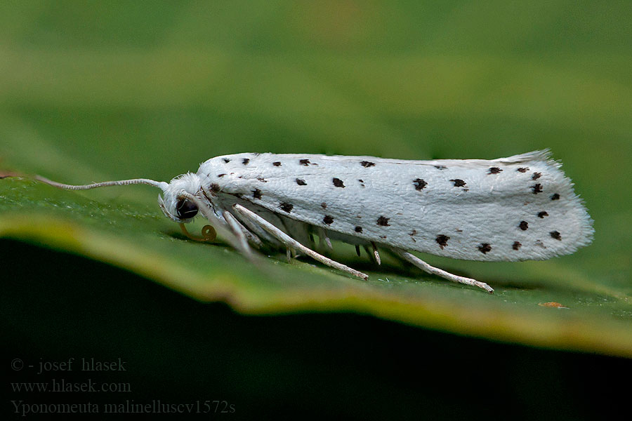 Omenankehrääjäkoi Yponomeuta malinellus