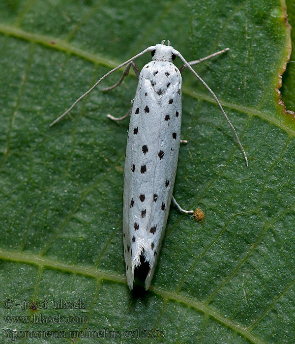 Pókhalos almamoly Yponomeuta malinellus