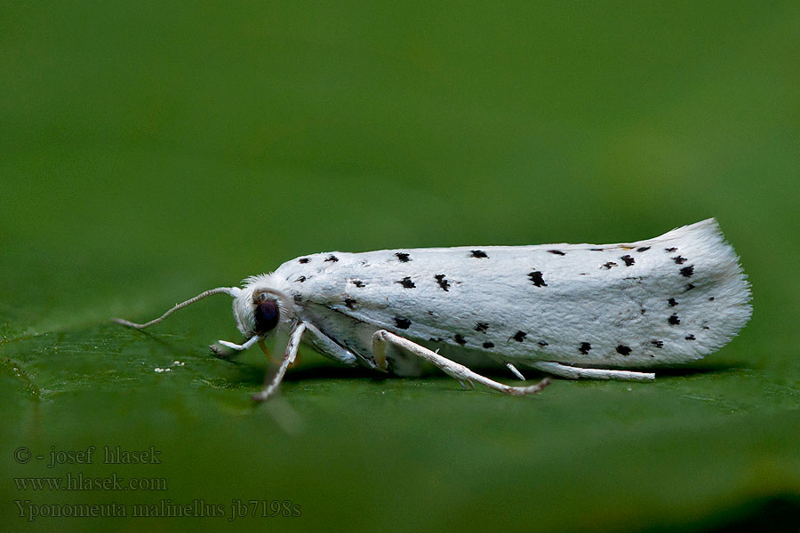 Hyponomeute pommier Яблочная моль Yponomeuta malinellus