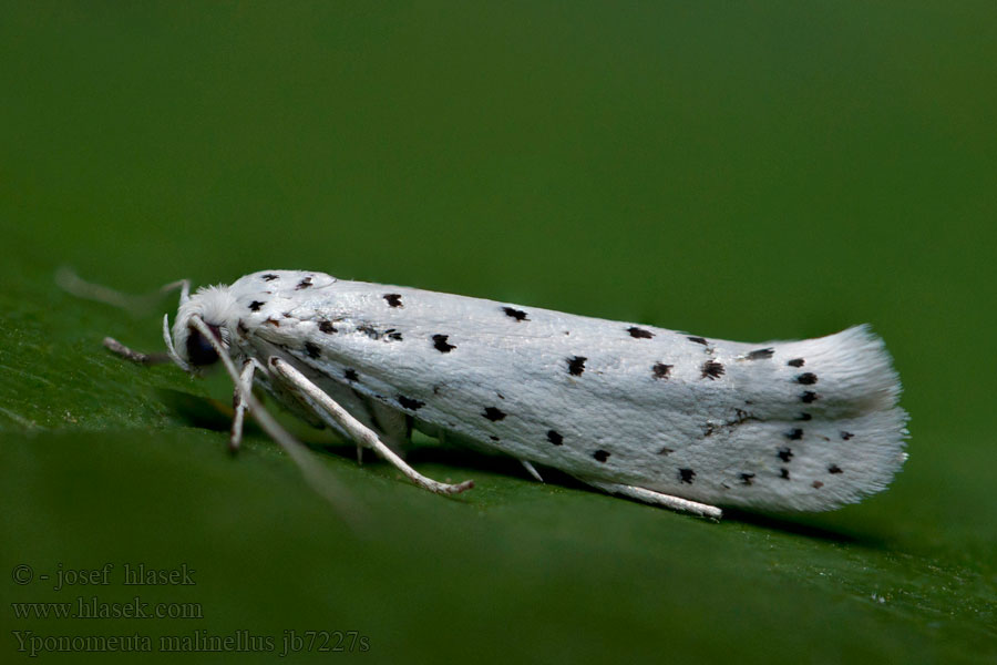 Priadzovec jabloňový Yponomeuta malinellus