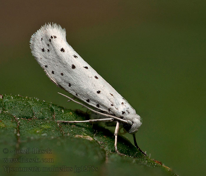 Apple Ermine Yponomeuta malinellus