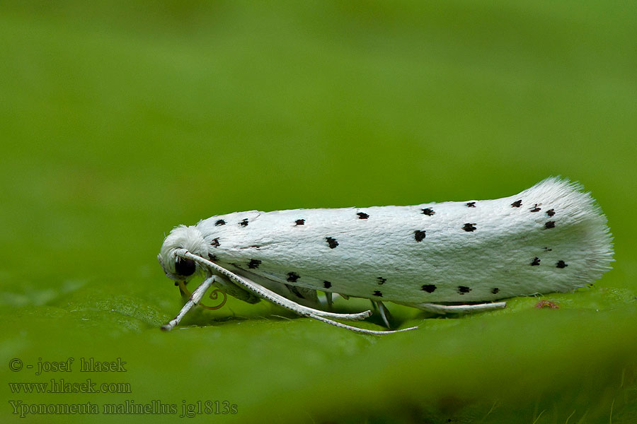 Apfelbaumgespinstmotte Yponomeuta malinellus