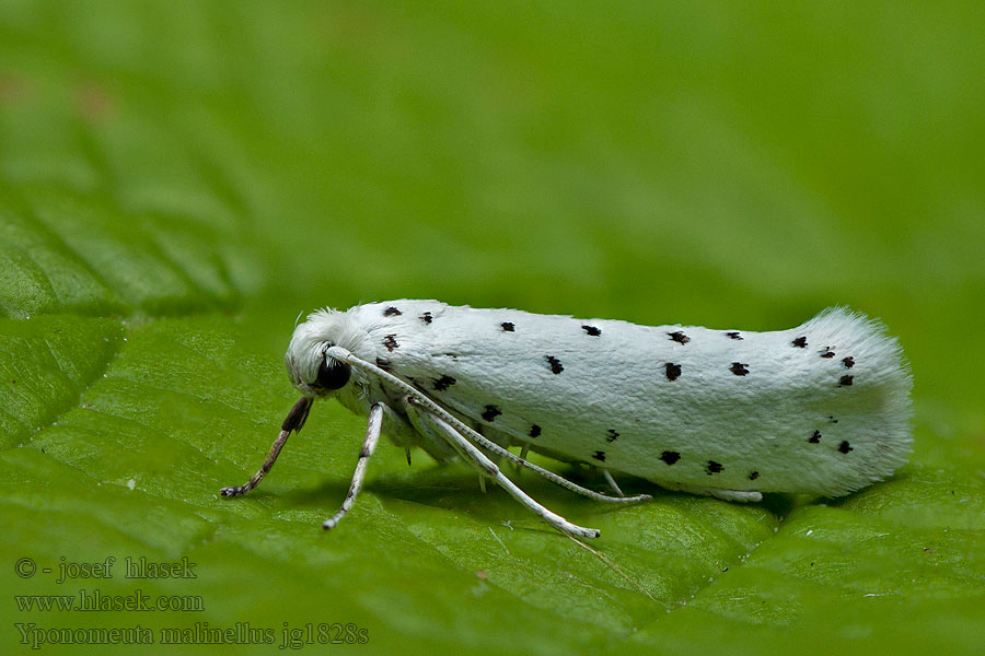 Předivka jabloňová Yponomeuta malinellus