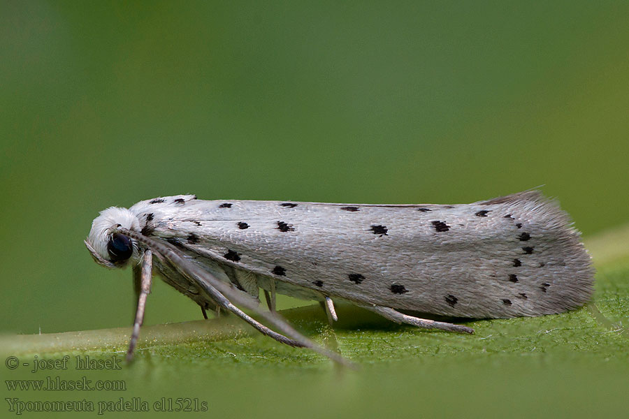 Yponomeuta padella Předivka ovocná Pflaumen-Gespinstmotte