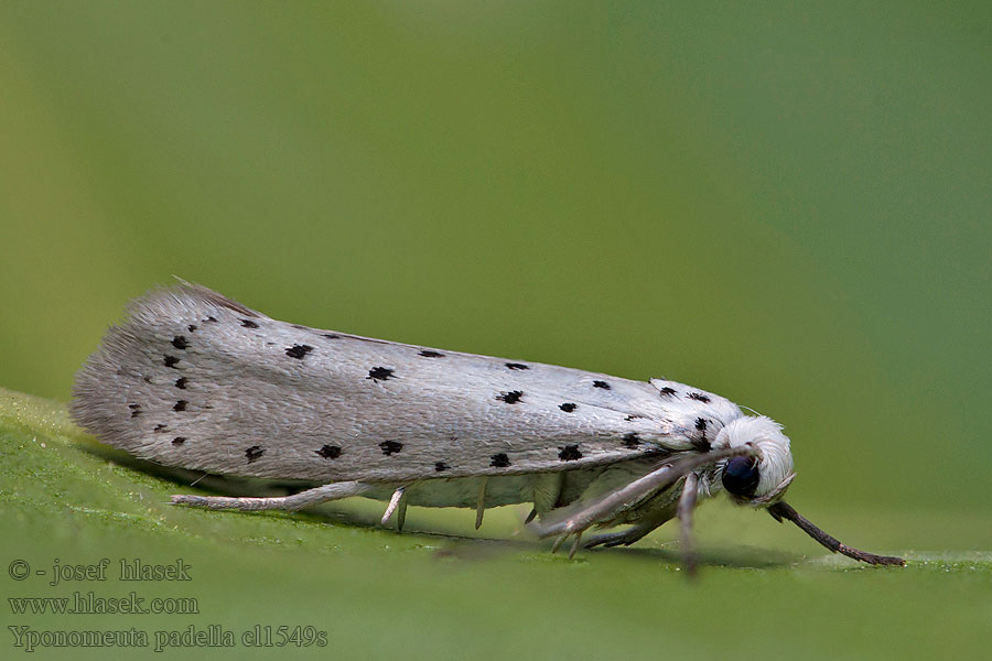 Yponomeuta padella Orchard Ermine Priadzovec ovocný