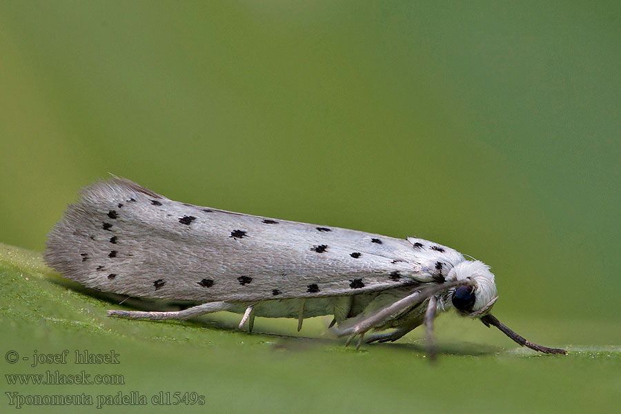 Yponomeuta padella Orchard Ermine Priadzovec ovocný