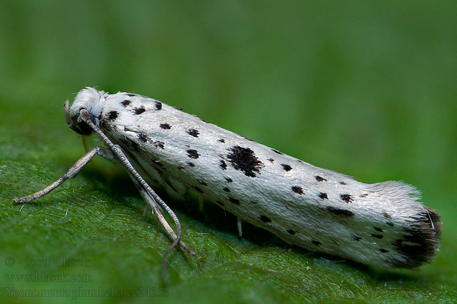 Faulbaum-Gespinstmotte Yponomeuta plumbella