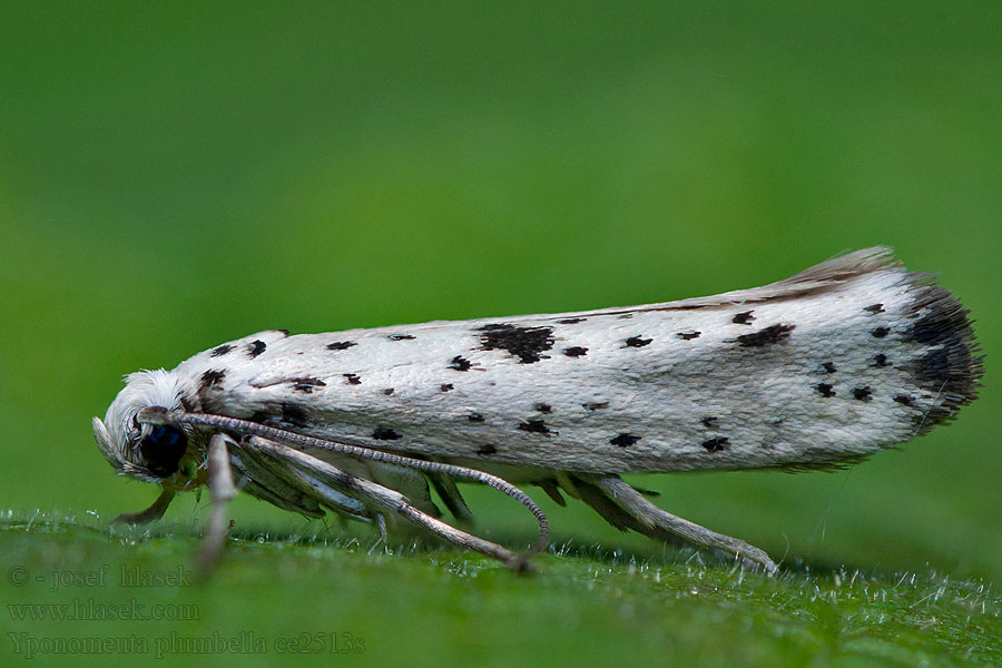 Priadzovec bršlenový Yponomeuta plumbella