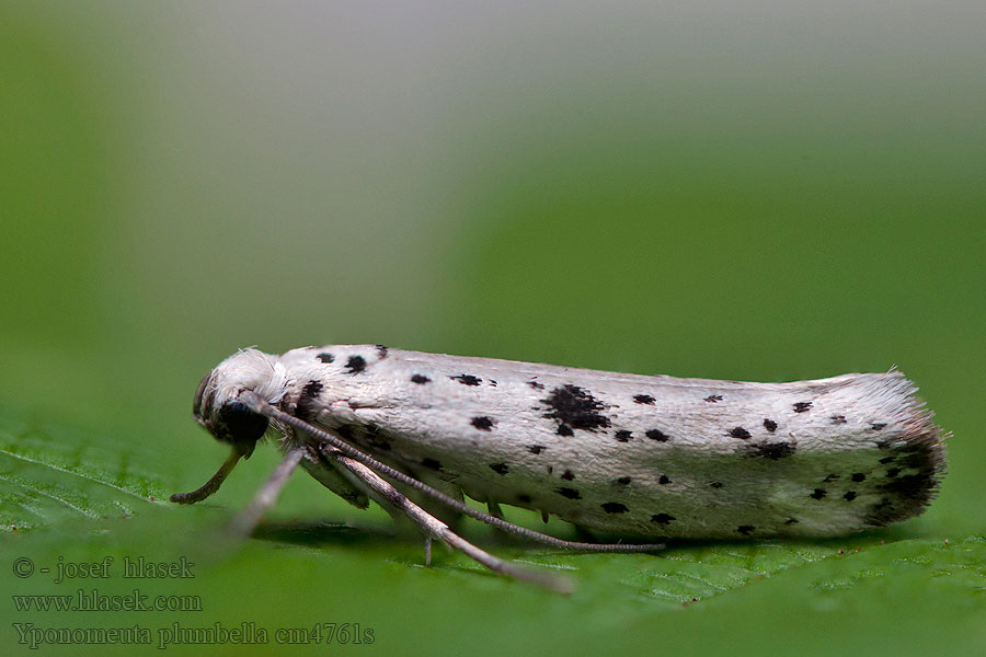 Faulbaum-Gespinstmotte Yponomeuta plumbella