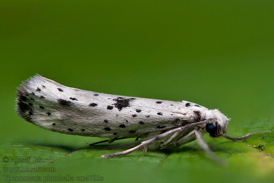 Priadzovec bršlenový Yponomeuta plumbella