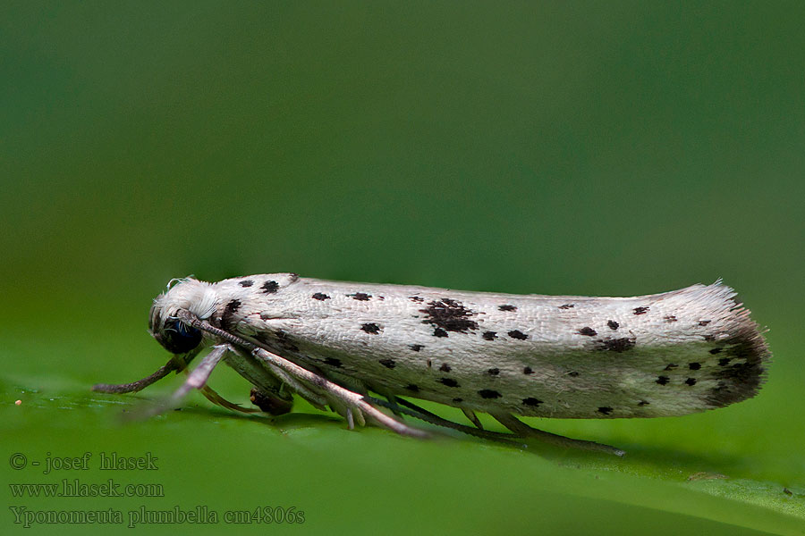 Моль горностаевая Yponomeuta plumbella